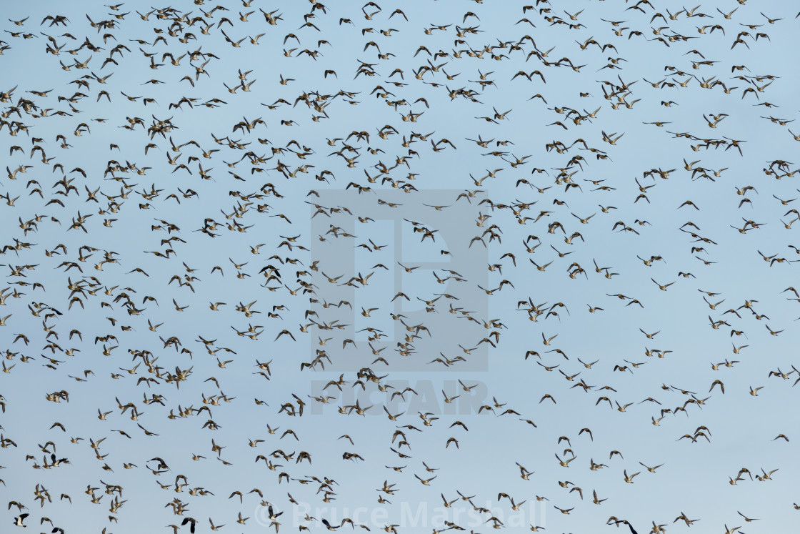 "Stand out from the crowd - Golden Plovers in flight" stock image