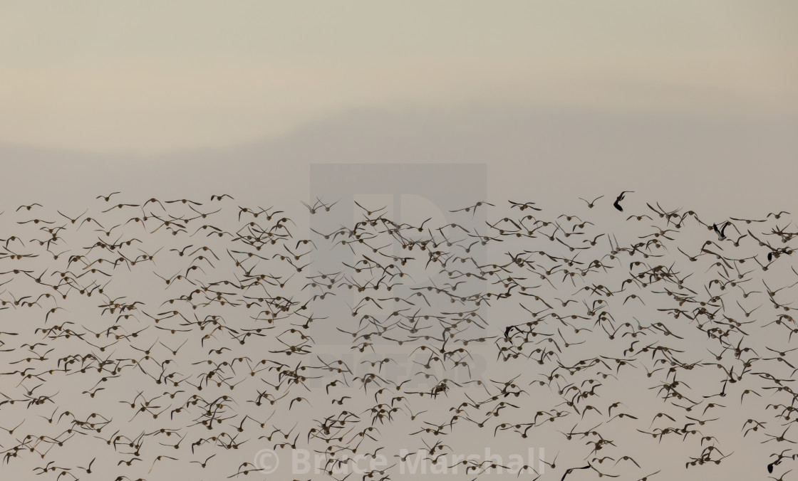 "Flock of birds with copy space" stock image