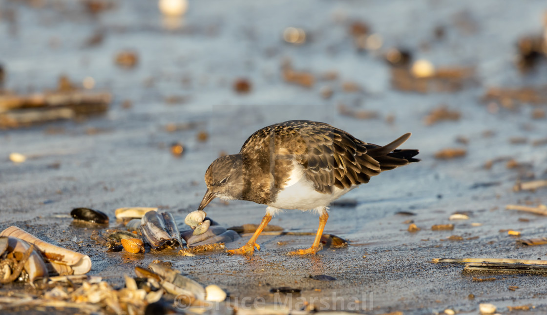 "Turnstone bird scavenging for food on a beach" stock image