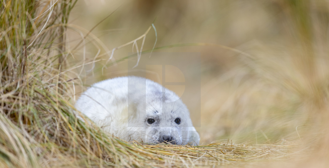 "Grey seal pup on beach" stock image