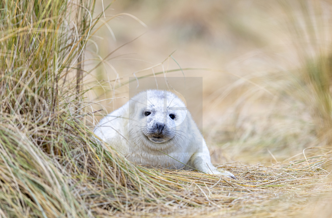 "Grey seal pup on beach" stock image