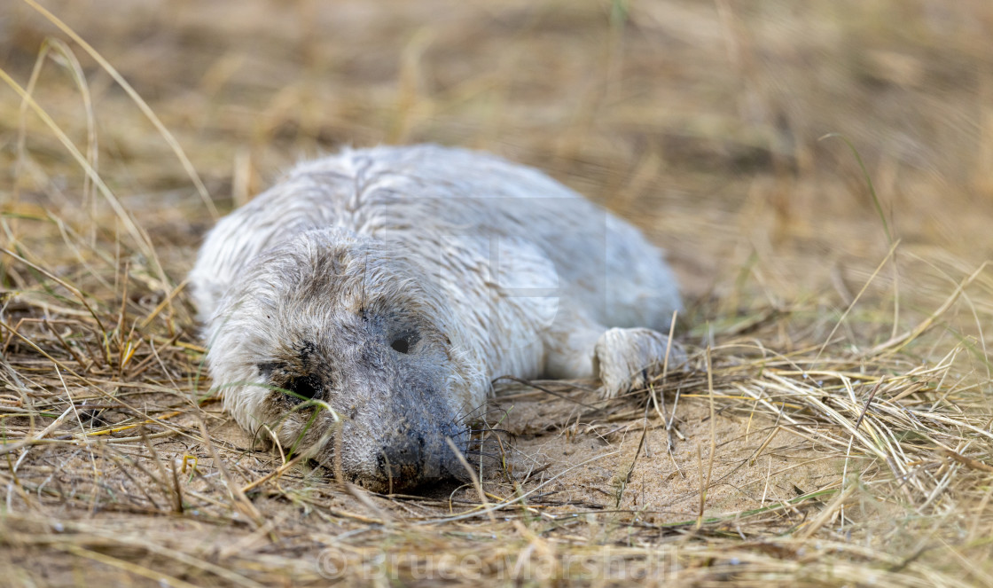 "Dead Grey seal pup on beach" stock image