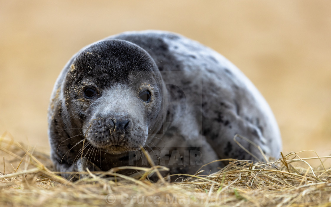 "Grey seal pup on beach" stock image