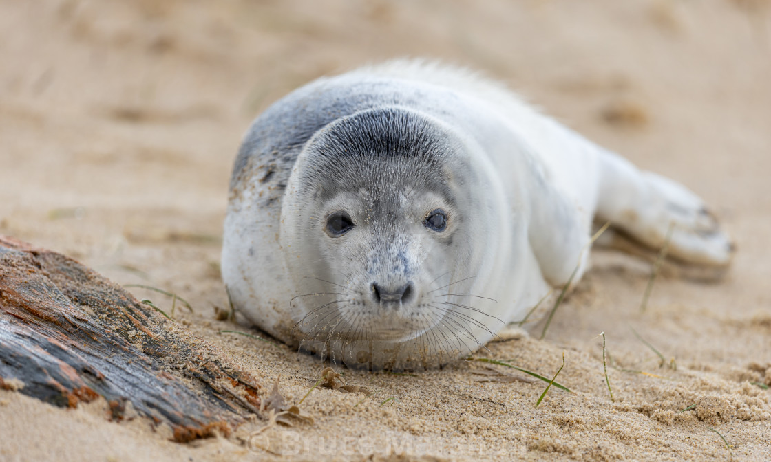 "Grey seal pup on beach" stock image