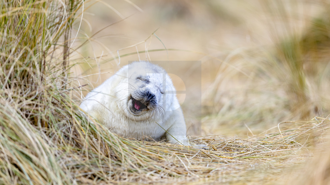 "Grey seal pup on beach" stock image