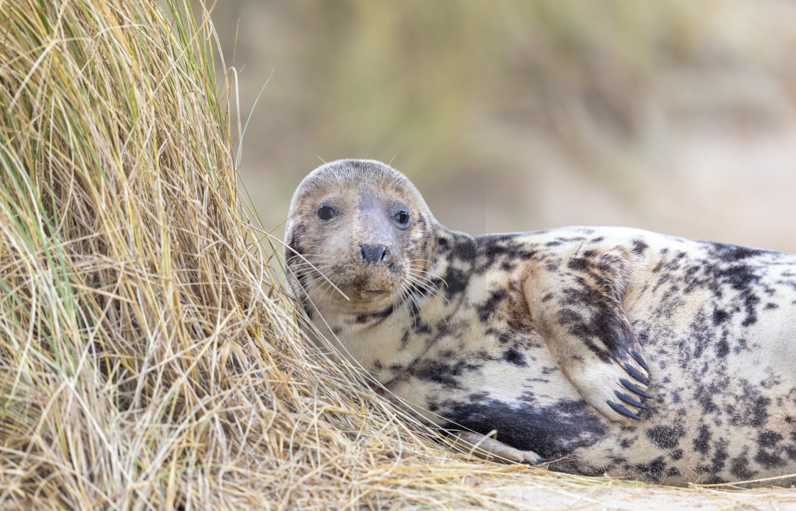 "Why, hello there! Female Grey Seal resting" stock image