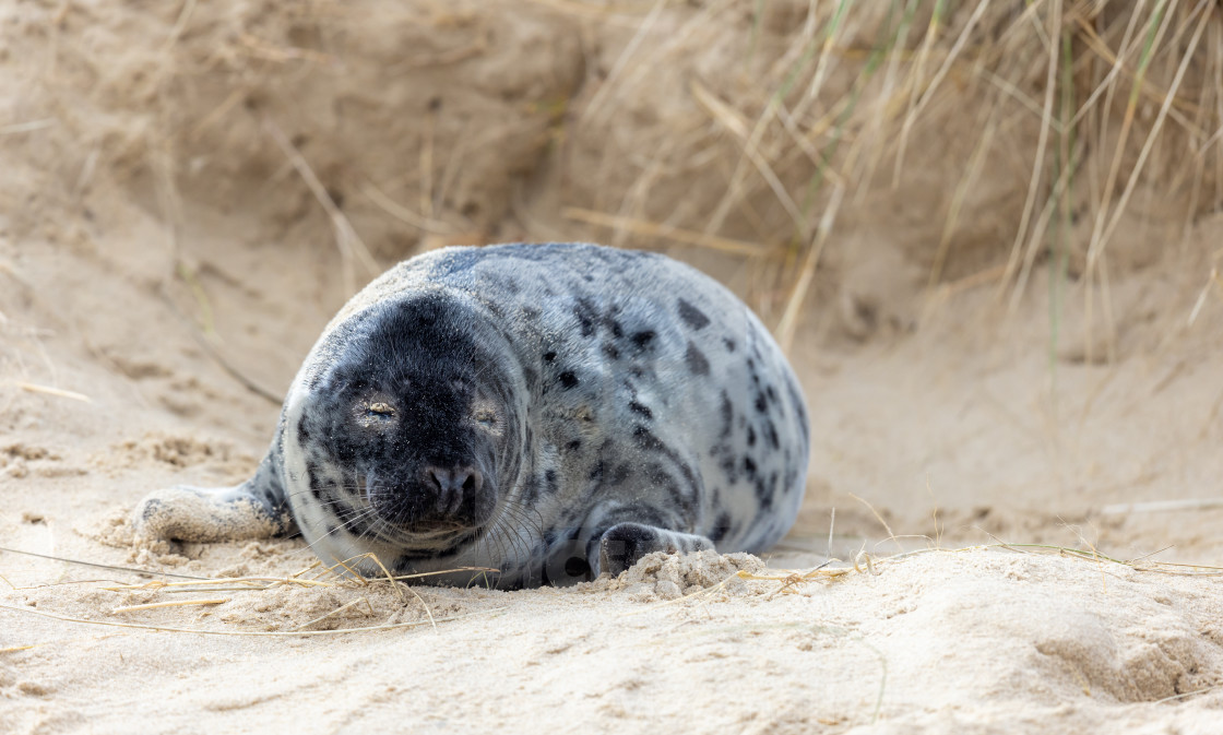 "Grey Seal pup on beach" stock image