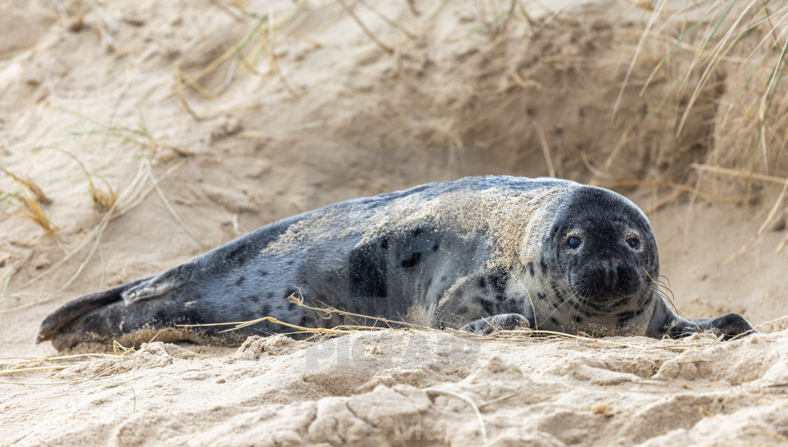 "Grey Seal pup on beach" stock image