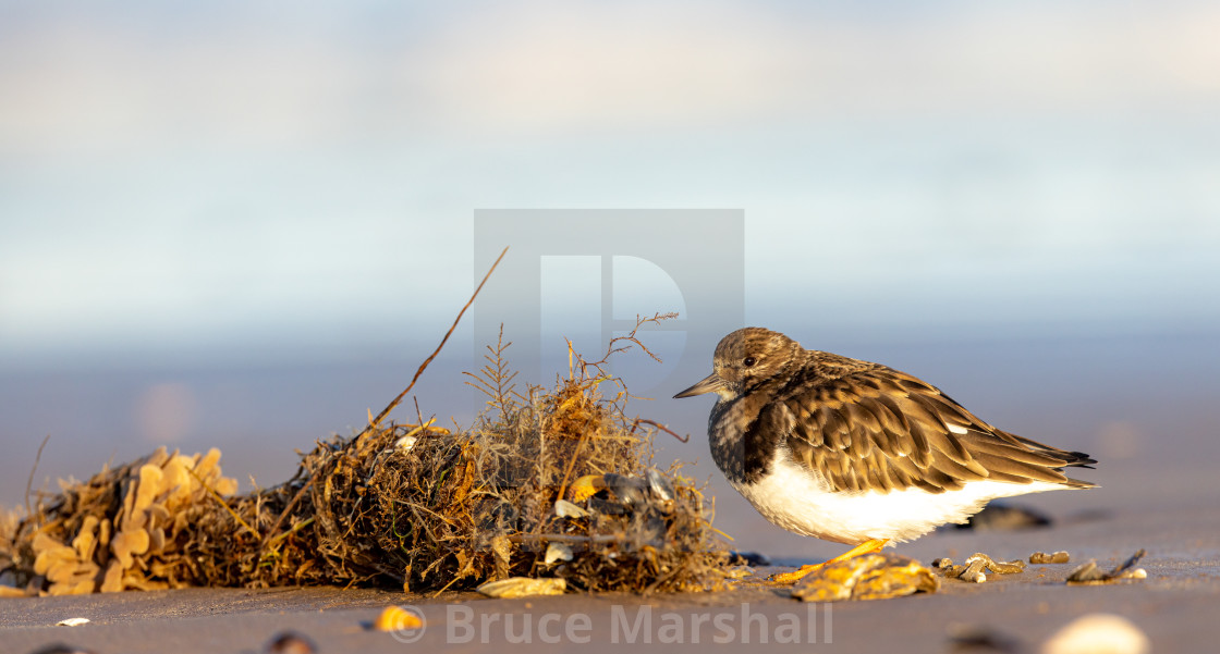 "Turnstone hiding by some debris" stock image