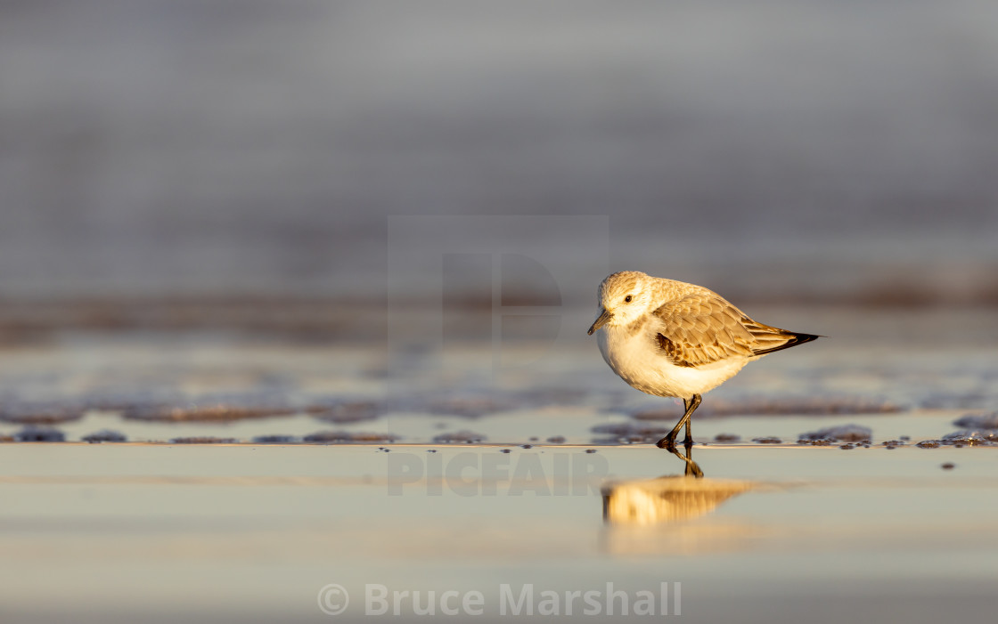 "Sanderling at sunrise" stock image