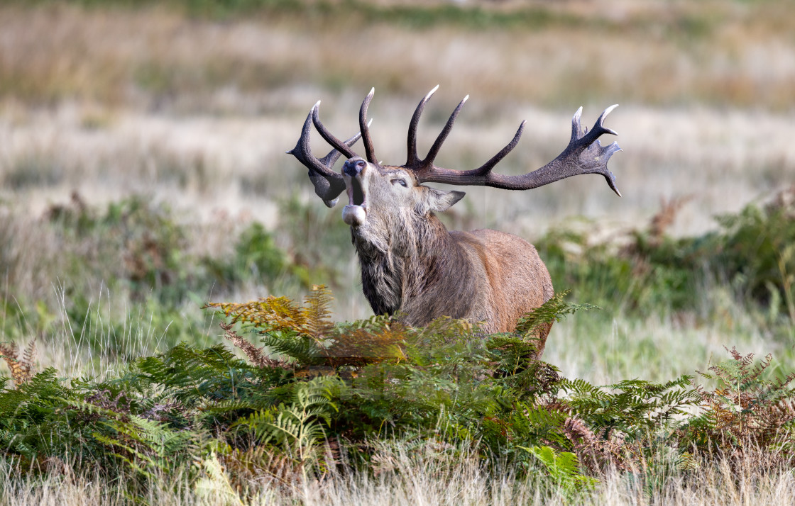 "Red Deer Stag bellowing during rut" stock image