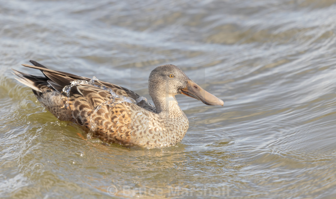 "Female Shoveler Duck" stock image