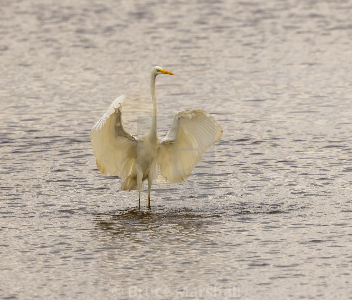 "Majestic Great Egret" stock image