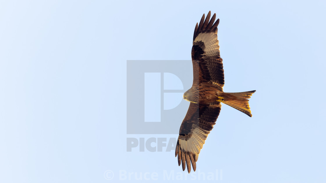 "Red Kite flying." stock image