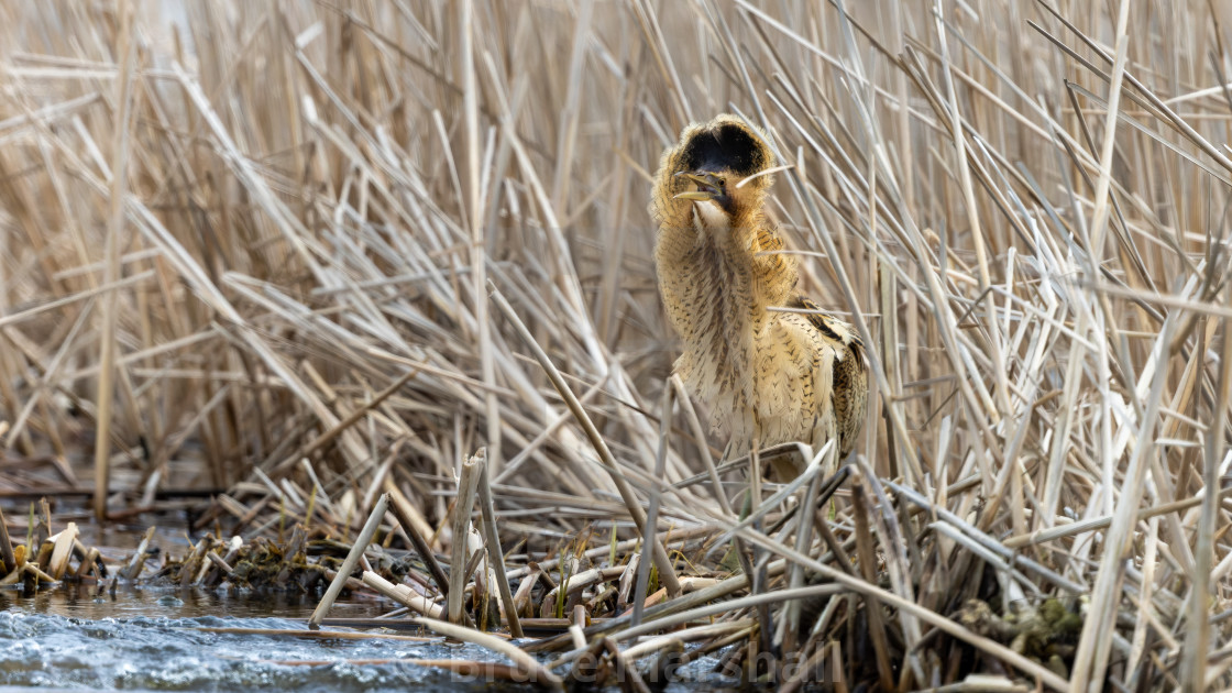 "Bittern in the reeds" stock image