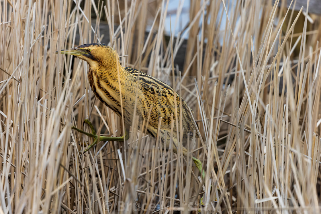 "Bittern running on the reeds" stock image