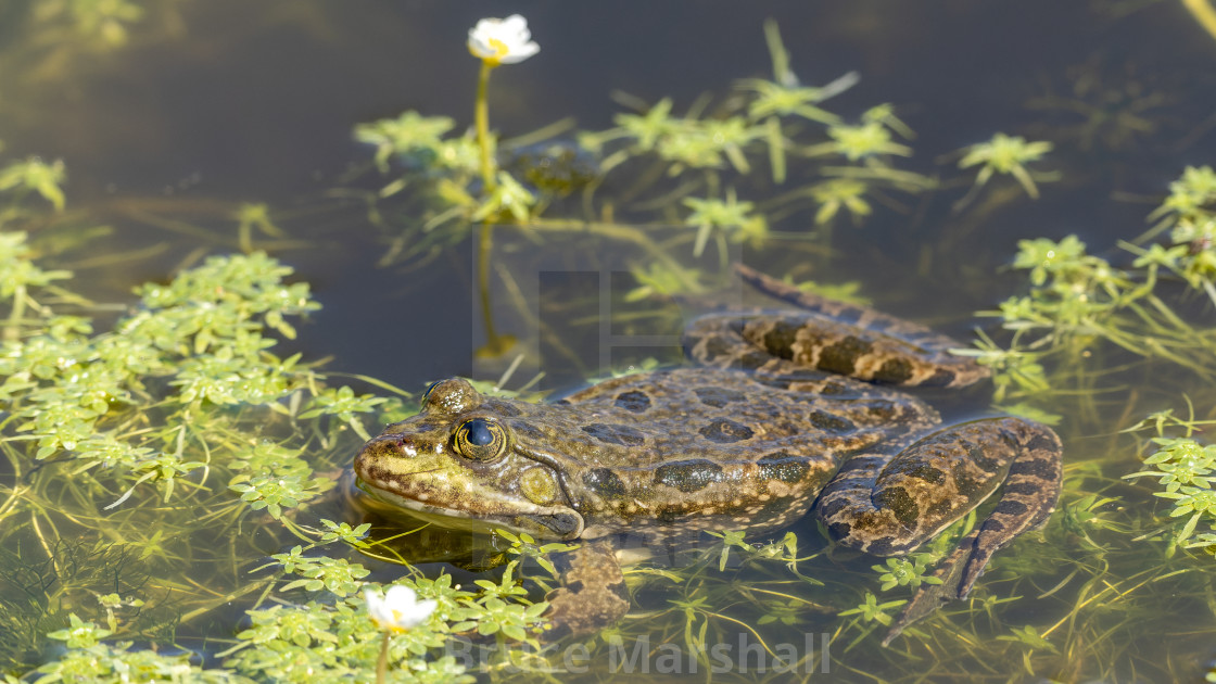 "Common frog in water" stock image