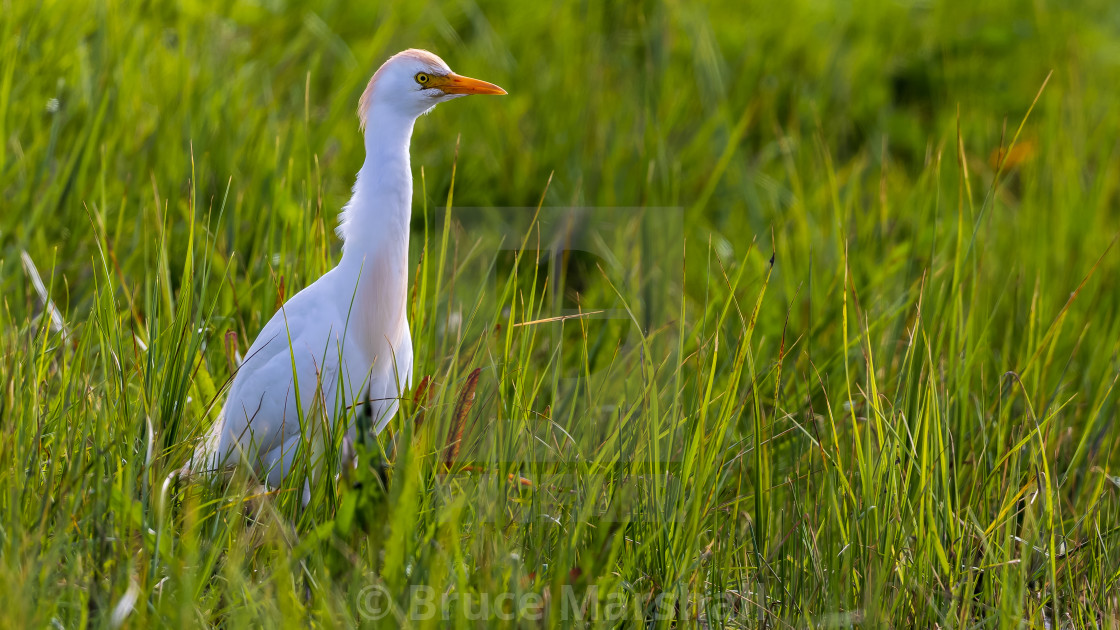 "Cattle Egret Hunting" by Bruce Marshall - $12.09 "Cattle Egret Hunting" stock image
