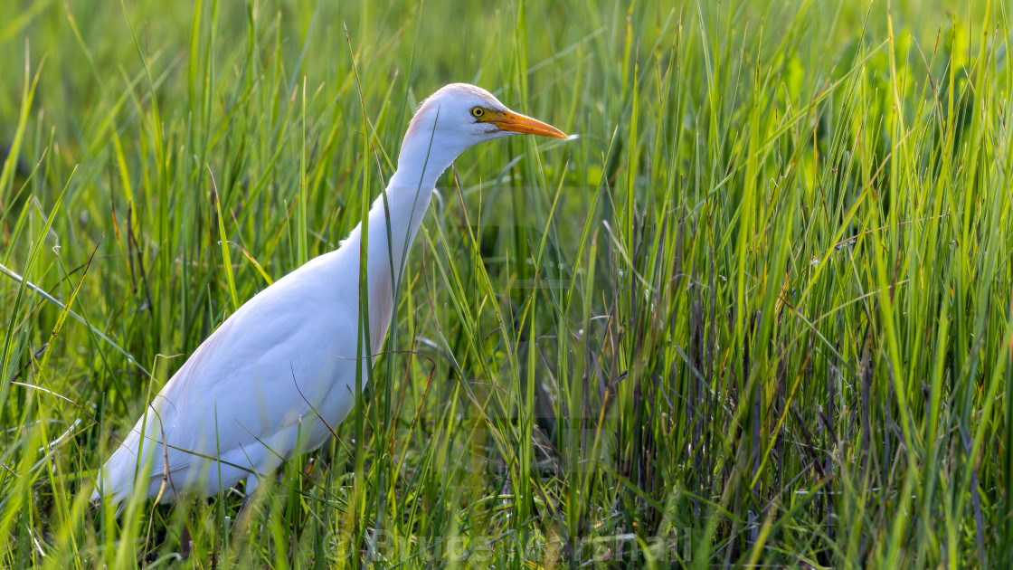 "Hunting Cattle Egret" stock image