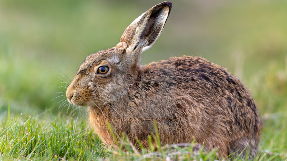 "Close up of Brown Hare" stock image