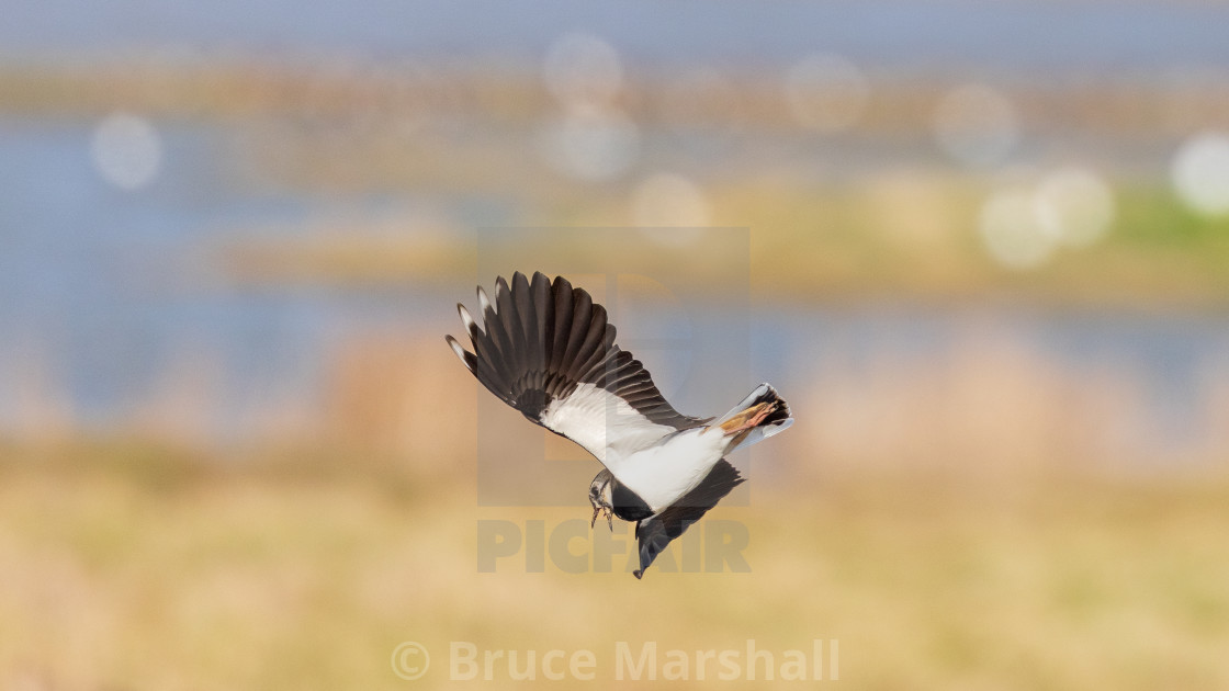 "Lapwing in flight" stock image