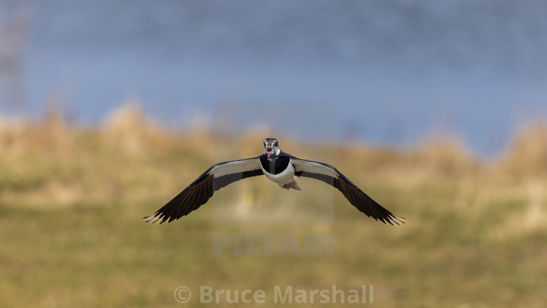 "Lapwing in flight" stock image