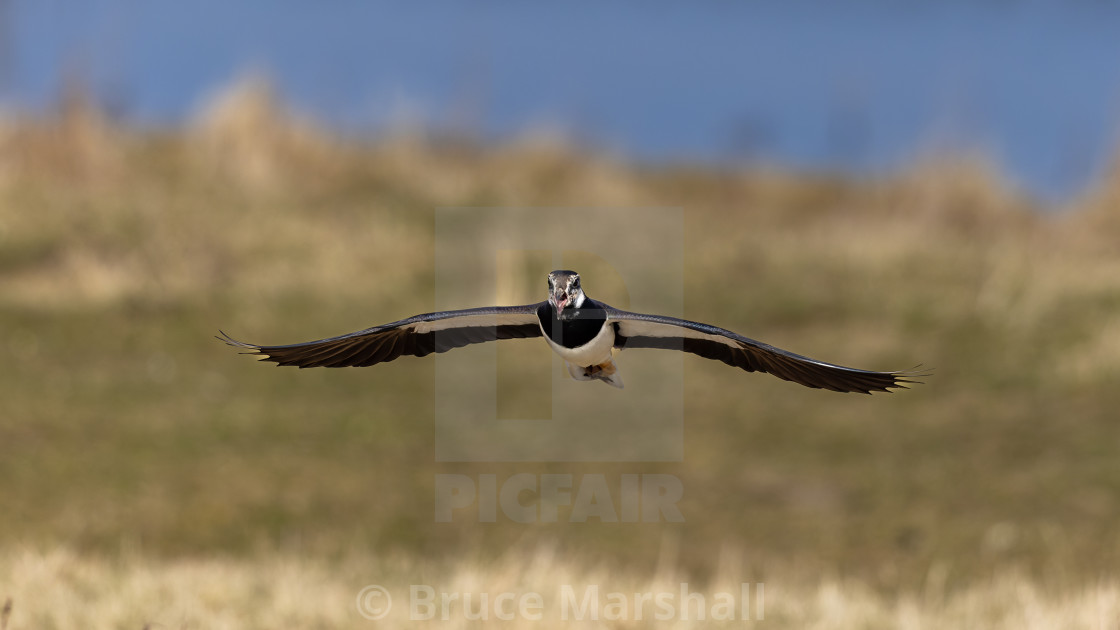 "Lapwing in flight" stock image