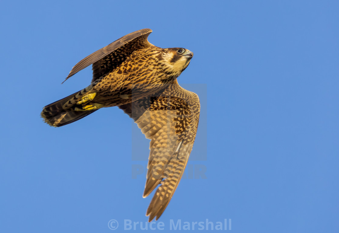 "Juvenile Peregrine in flight" stock image