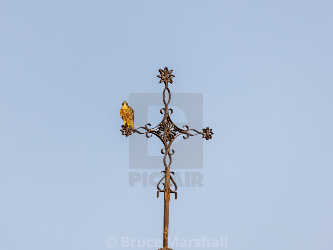 "Juvenile peregrine falcon" by Bruce Marshall - $7.80 "Juvenile peregrine falcon" stock image