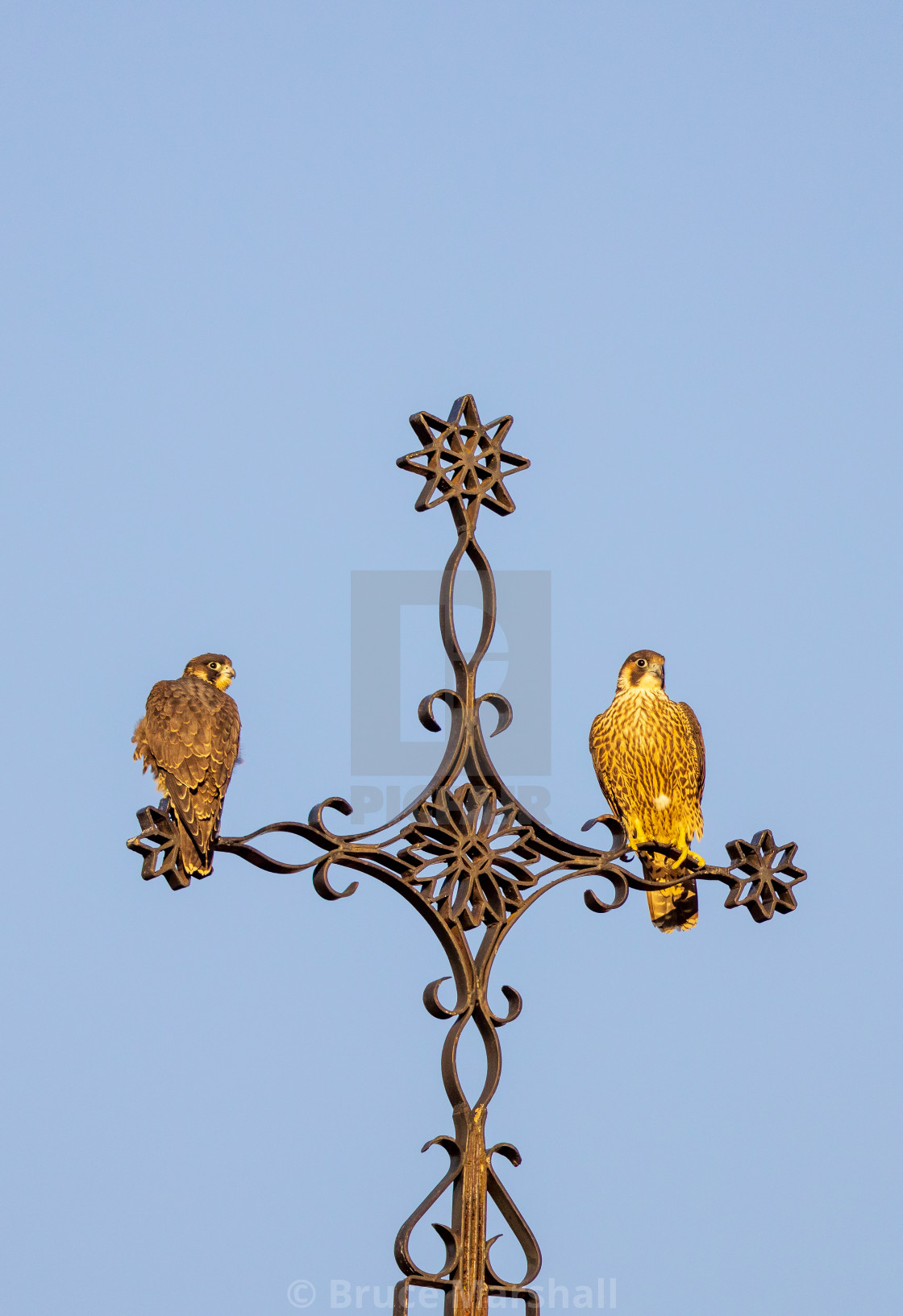 "Pair of juvenile peregrine falcons" stock image