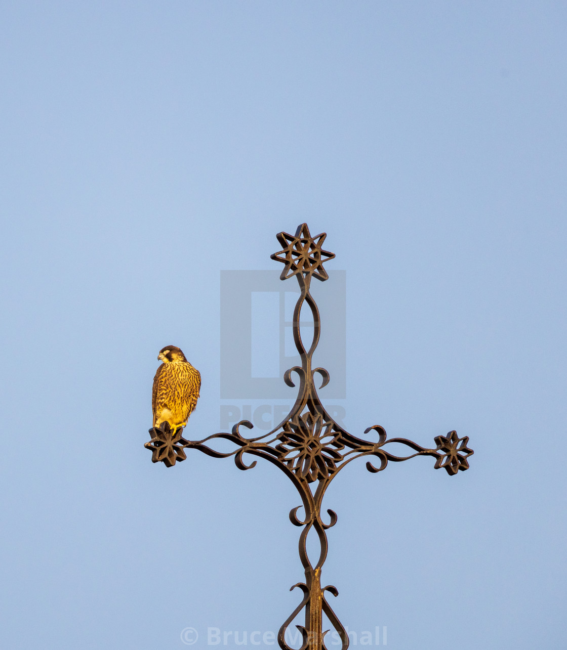 "Juvenile peregrine falcon" stock image