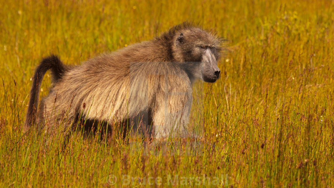 "A baboon marches in the sun" stock image