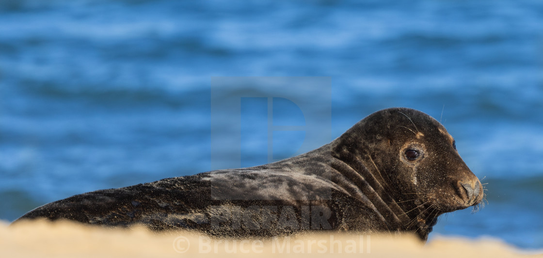 "Grey seal with sea background" stock image