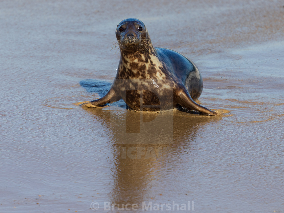 "Grey seal on beach" stock image