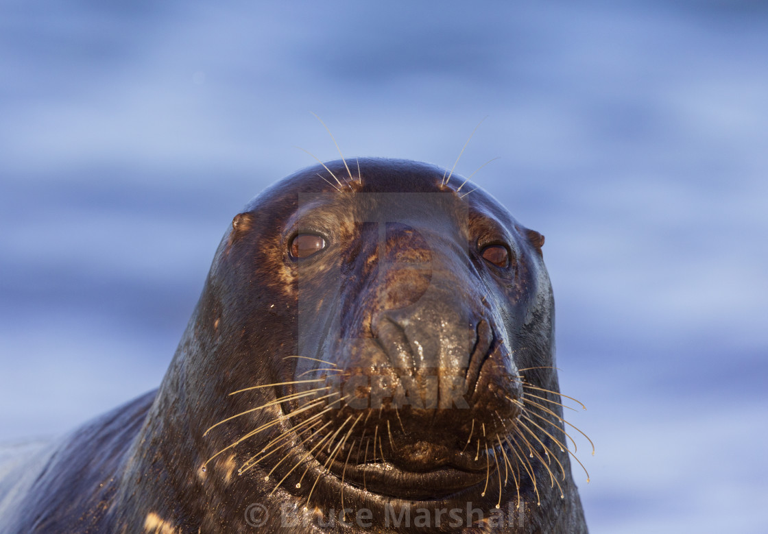 "Grey seal close-up with copy space" stock image