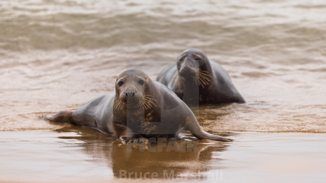 "Grey seals on beach" stock image