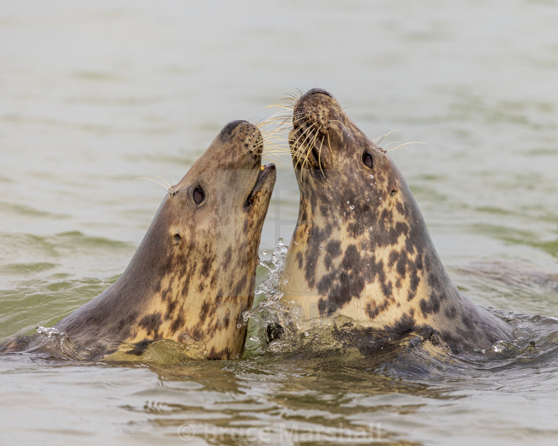 "Give us a kiss" stock image