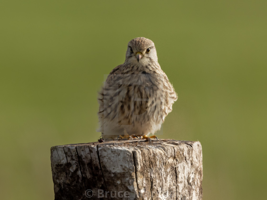 "Juvenile kestrel perching on a wooden post" stock image