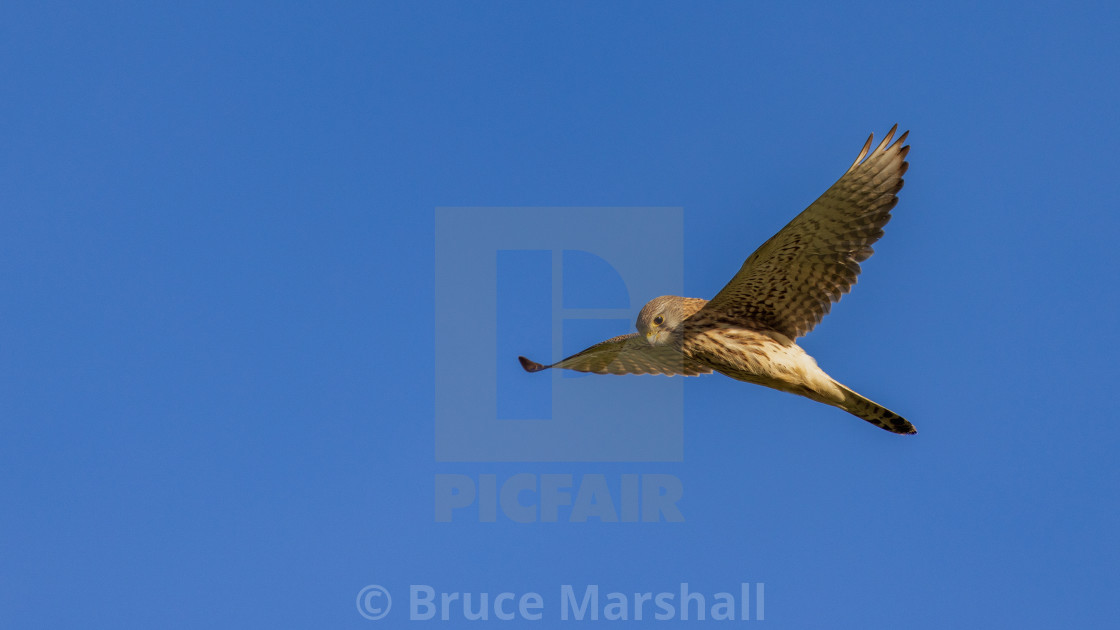 "A kestrel hovers over its prey" stock image