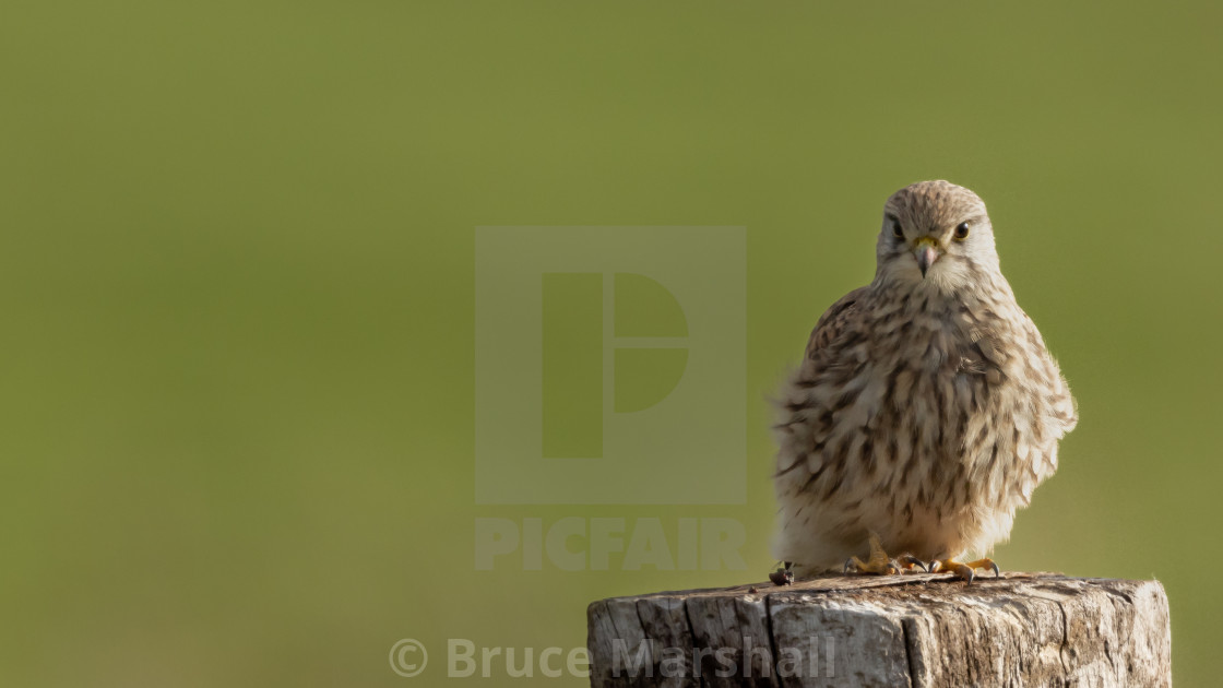 "Juvenile kestrel perching on a wooden post" stock image