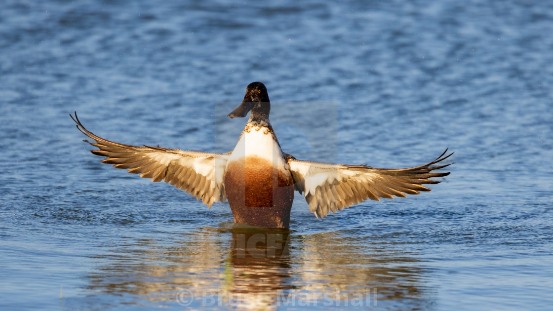 "Shoveler duck stretches its wings" stock image