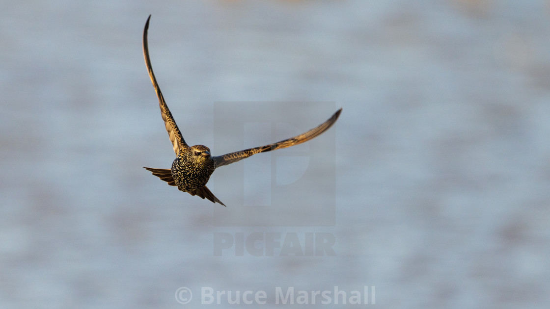 "A Eurasian Starling in flight" stock image