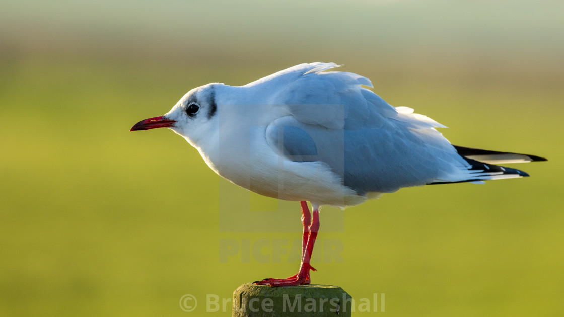 "Black headed gull in winter plumage" stock image