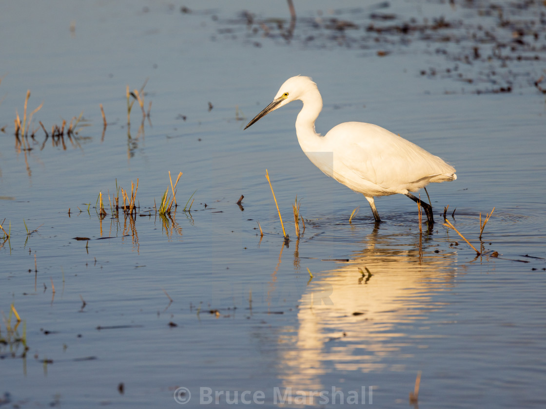 "Little Egret Fishing in pond" stock image