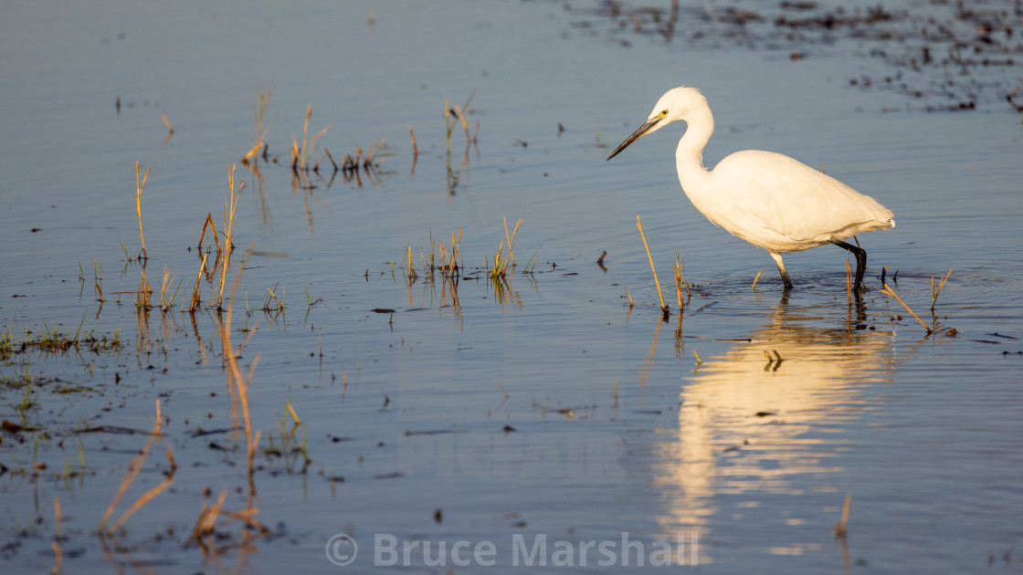 "Little Egret Fishing in pond" stock image