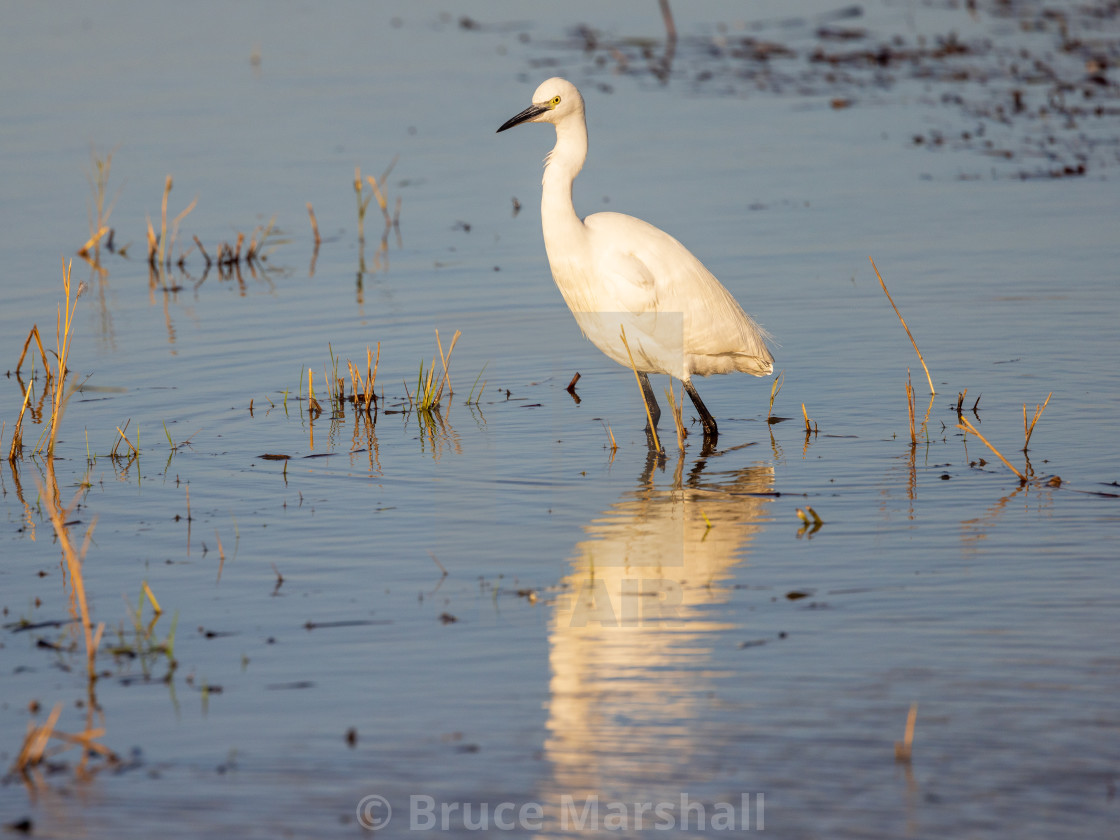 "Little Egret Fishing in pond" stock image