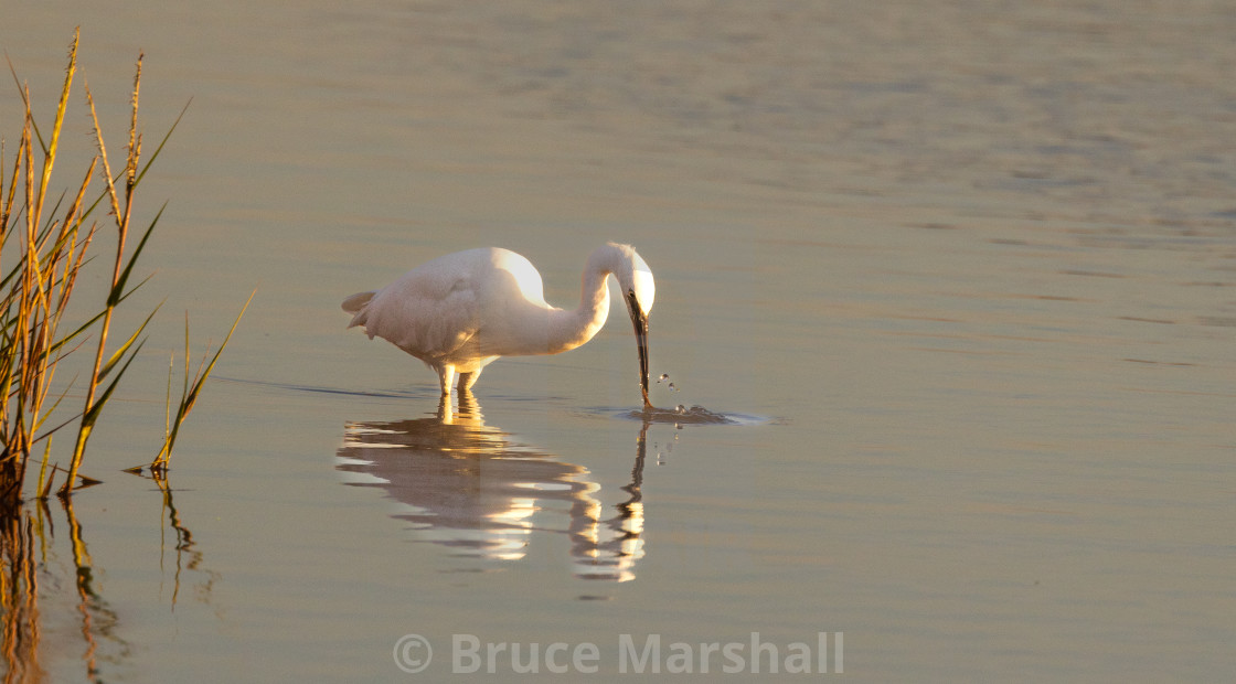 "Reflecting little egret" stock image