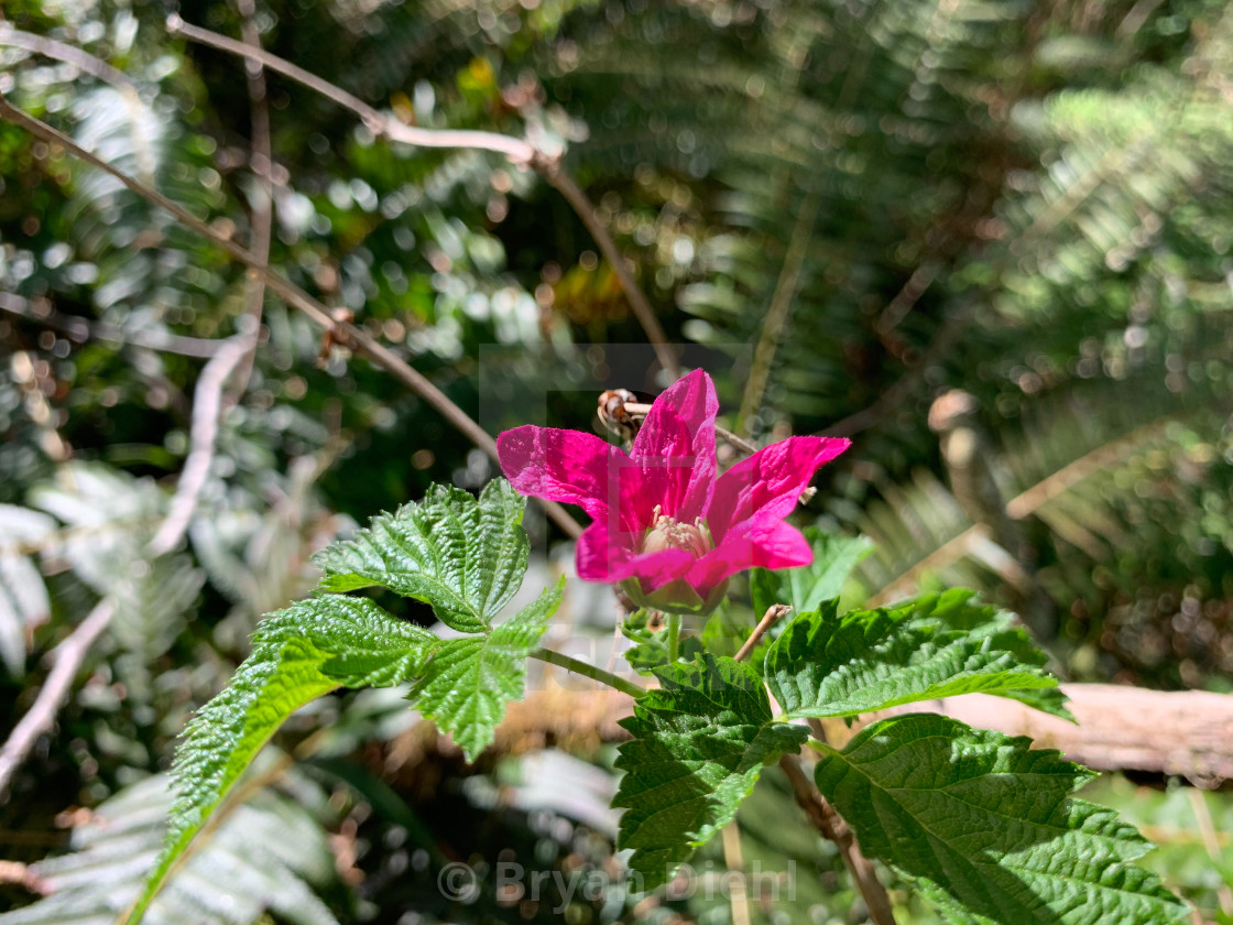 "Salmonberry Flower" stock image