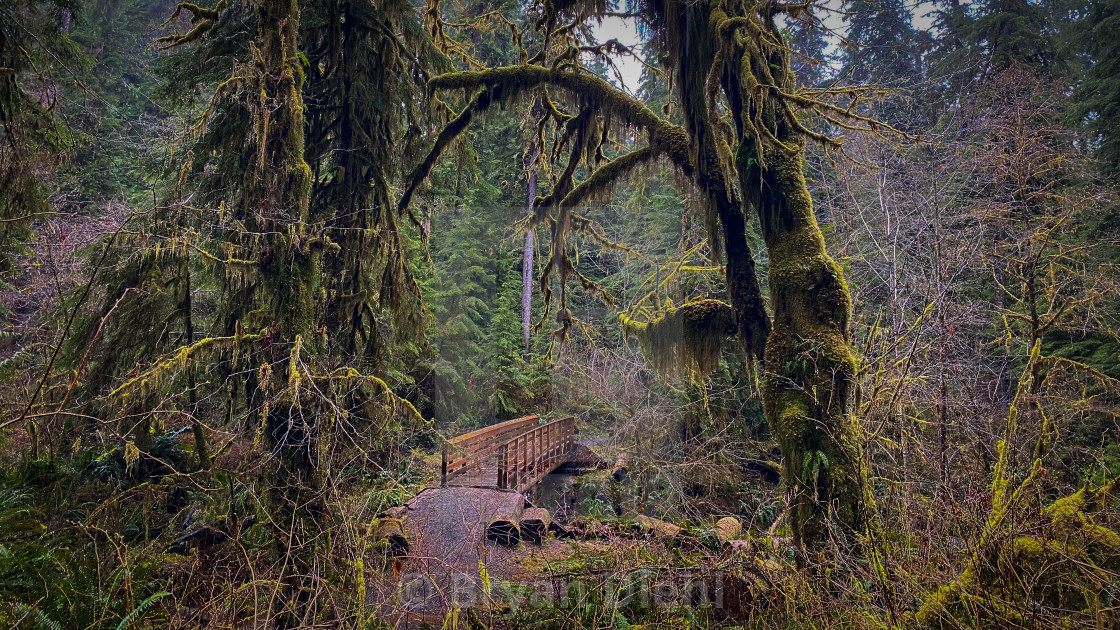 "Footbridge Through the Rain Forest" stock image