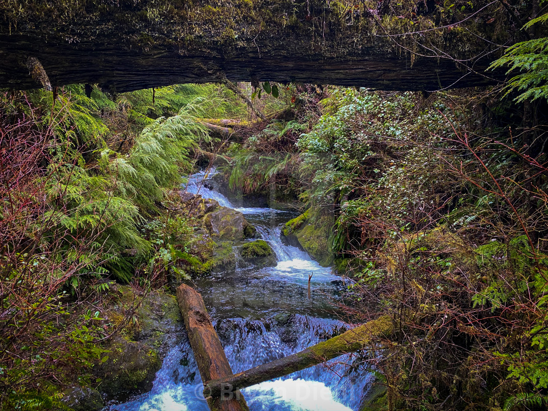 "Brook Babbling Through the Forest." stock image